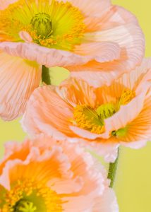 Tall Poppies - Series of still life images of Icelandic poppies by HIYA MARIANNE.