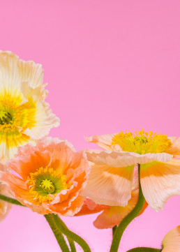 Tall Poppies - Series of still life images of Icelandic poppies by HIYA MARIANNE.