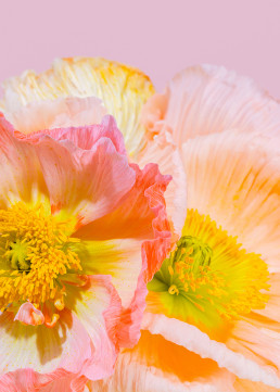 Tall Poppies - Series of still life images of Icelandic poppies by HIYA MARIANNE.