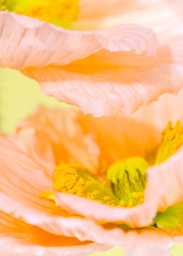 Tall Poppies - Series of still life images of Icelandic poppies by HIYA MARIANNE.