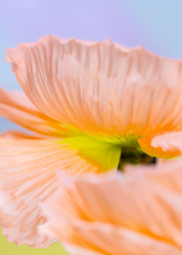 Tall Poppies - Series of still life images of Icelandic poppies by HIYA MARIANNE.