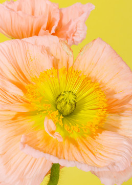 Tall Poppies - Series of still life images of Icelandic poppies by HIYA MARIANNE.