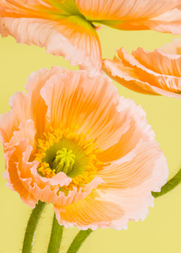 Tall Poppies - Series of still life images of Icelandic poppies by HIYA MARIANNE.