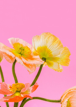 Tall Poppies - Series of still life images of Icelandic poppies by HIYA MARIANNE.