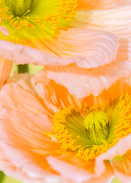 Tall Poppies - Series of still life images of Icelandic poppies by HIYA MARIANNE.